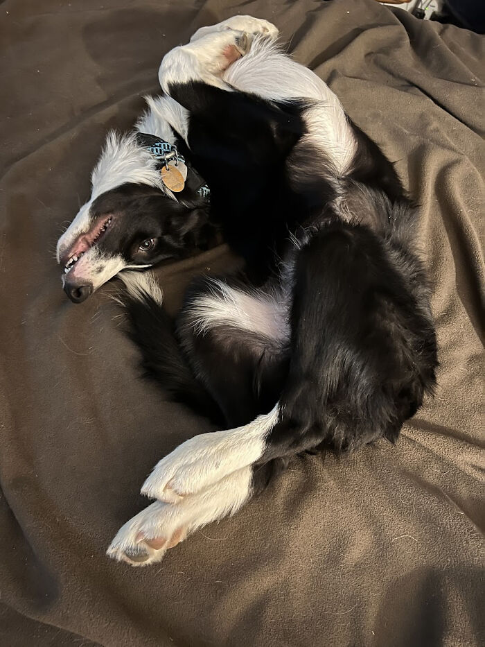 Tried To Assemble This Border Collie—Instructions Unclear