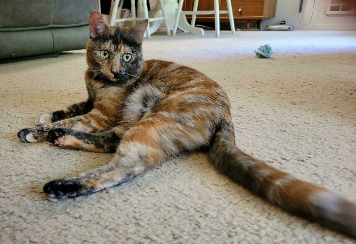 Extra-Long Tail Attachment Included?