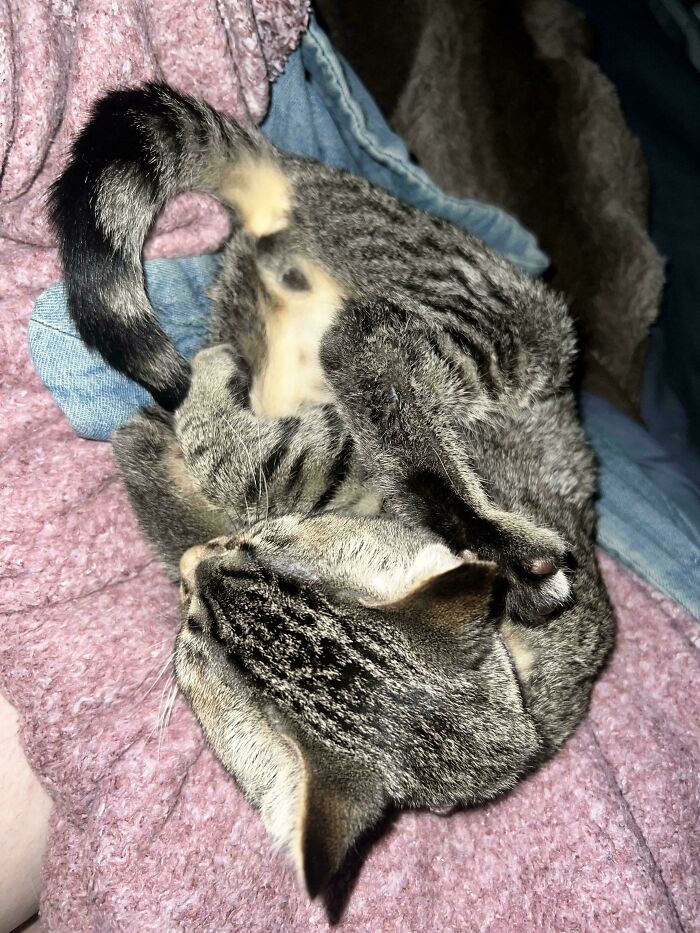 Kitten Disassembled And Instructions Thrown Away! Help!