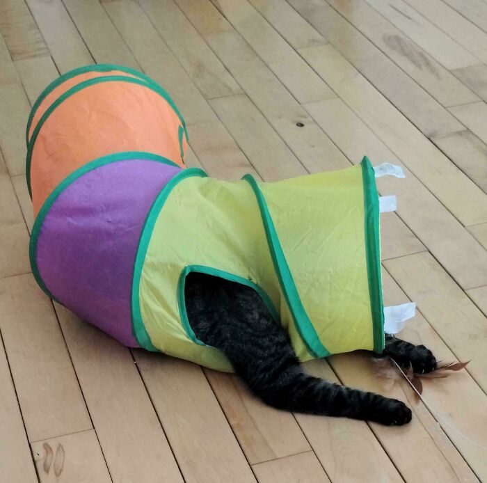 Who Needs Extra Cat Arms?