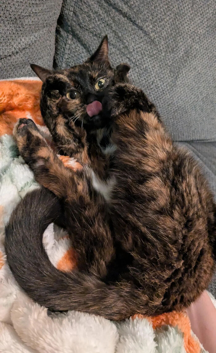 Pretty Sure I Assembled My Cat Wrong