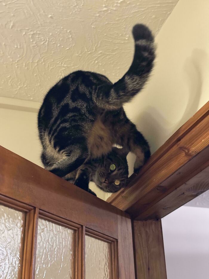 Instructions Unclear: Assembled A Demon