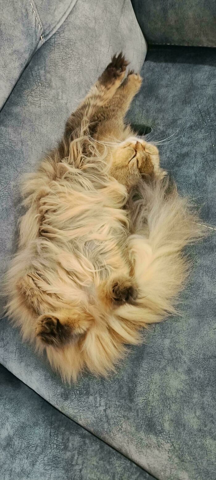 They Sold Me Fur Only, Where's My Cat?