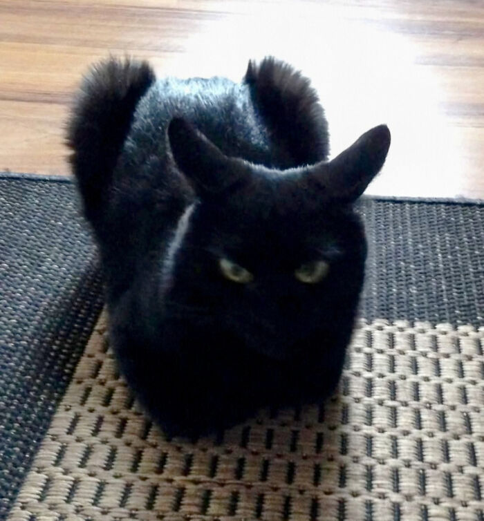 Did I Put The Ears On Backwards?