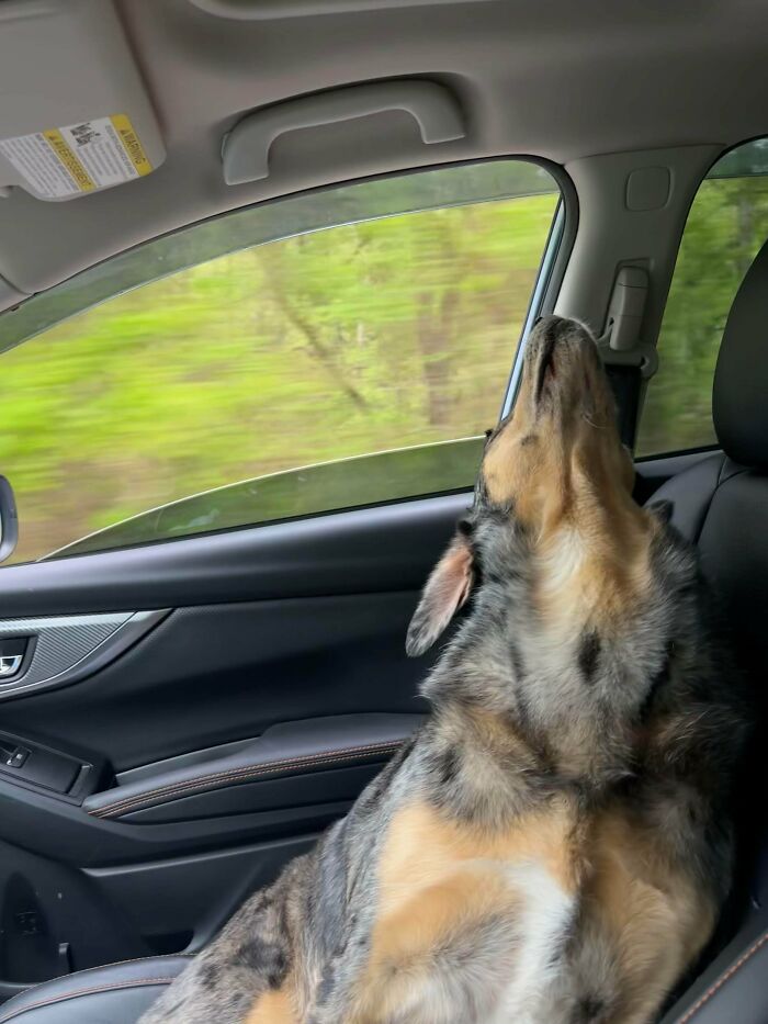 Dog Only Looks Out The Window… Upside Down