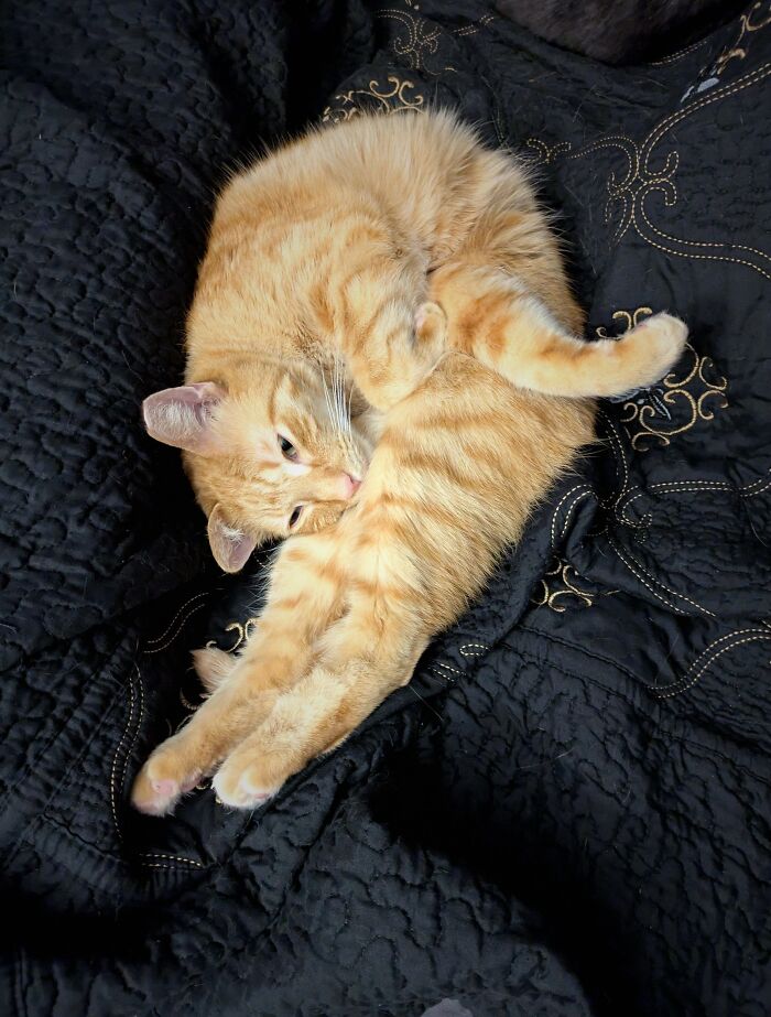 Cat Directions Unclear, Made Shrimp