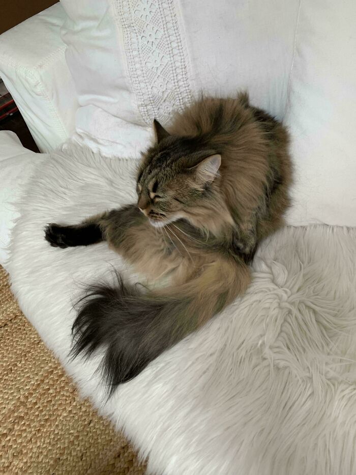 Not Sure What I Did Wrong; Cat Looks Nothing Like The Box