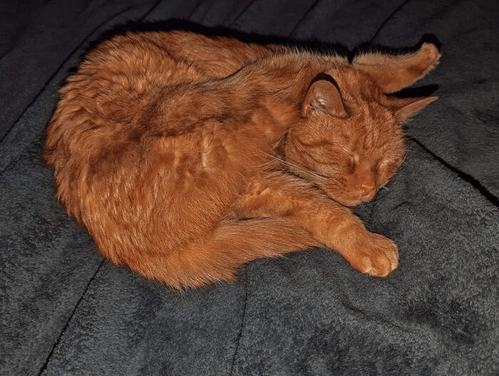 Is This Normal Cat Behavior?