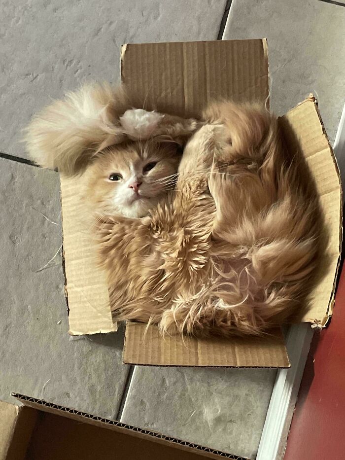 Can I Return Him If He’s Still Unpacked?