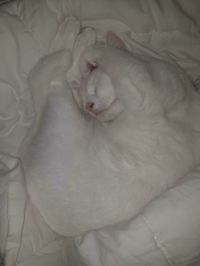 My First Time With A Flat-Pack Cat, How’d I Do?