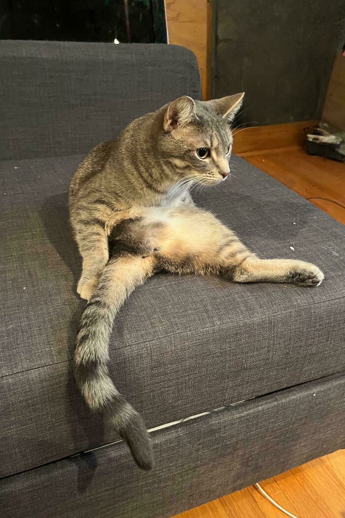 I’m Pretty Sure I Assembled My Cat Wrong Again