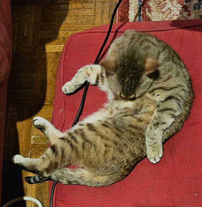 Bought Two and Charged ‘Em Up. Brown One Does This. Gray One Won’t Move. Defective?