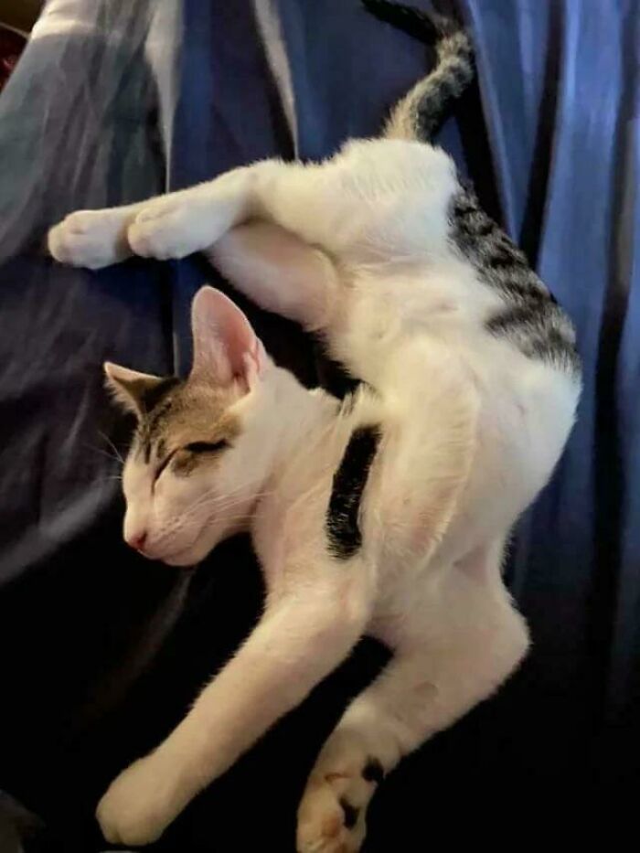 I Was Told Levi Belongs Here