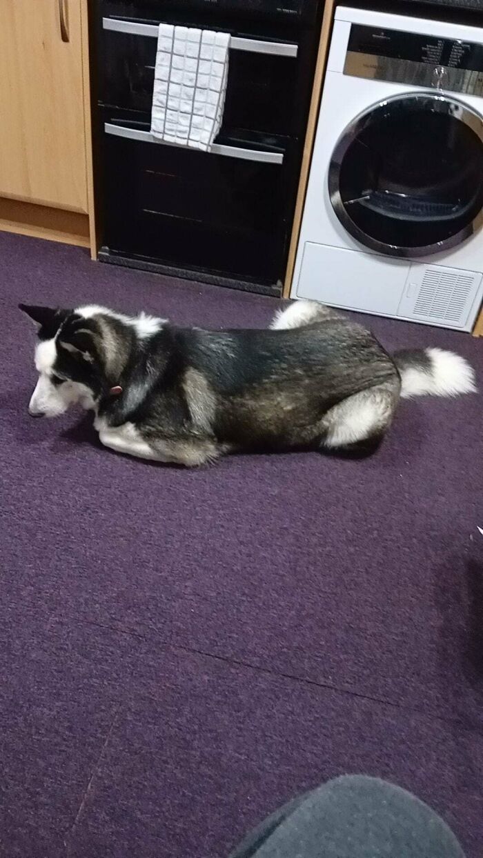 Got Sent A Dog-Shaped Cat, What Do I Do?