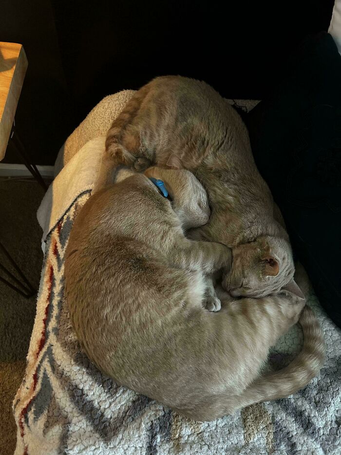 Are These Supposed To Snap Together Like This?