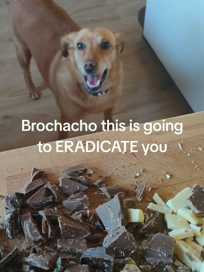 Brace Yourself: 82 Memes That Are Straight-Up Bizarre (In The Best Way)