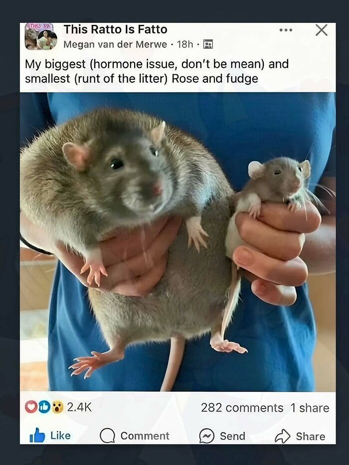Wait, They Actually Ranked These Hilariously Weird Memes?