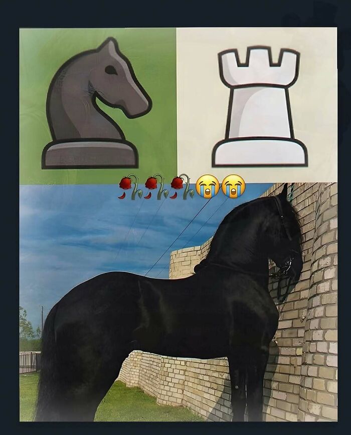 Wait, They Actually Ranked These Hilariously Weird Memes?