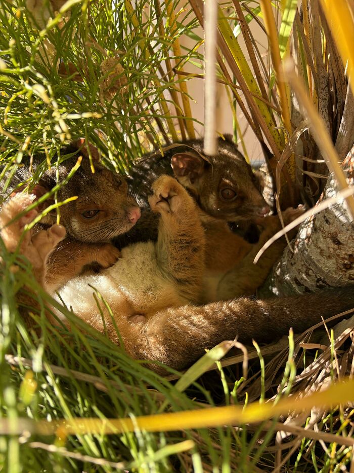 Ringtails Chillin’ In A Pot Plant – Nature’s New Roommates