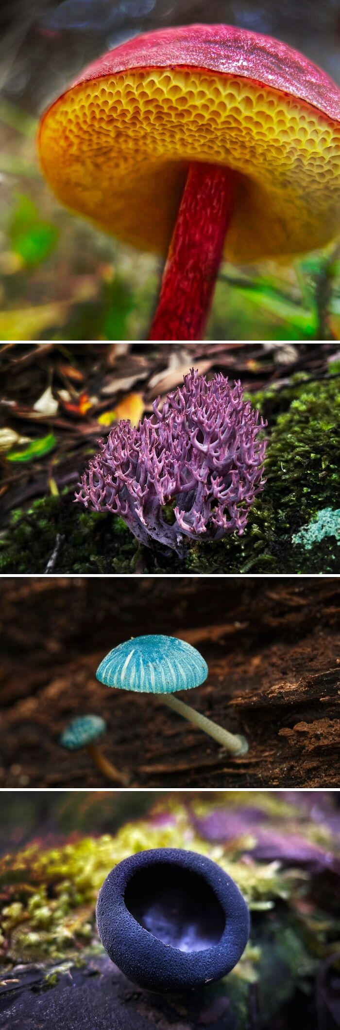 Mushroom Mania: Tasmania’s Forests Are The Place To Be In Autumn