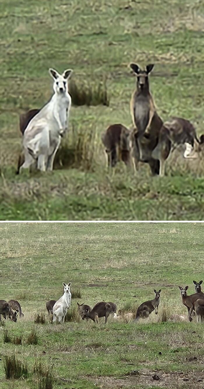 Whoa! Albino Kangaroo Spotted!