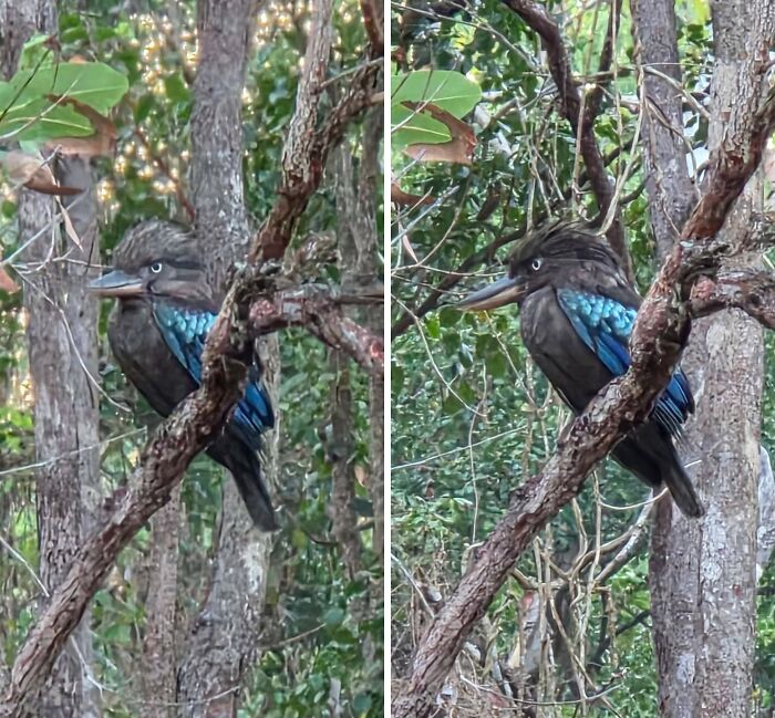 Black Kookaburra? This Bird Is Basically The Rebel Of The Feathered World