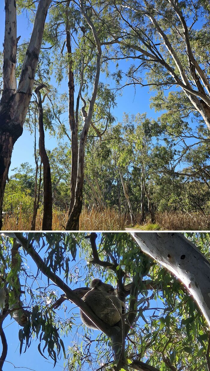 Bumped Into This Little Fella On A Bushwalk—Instant Mood Booster