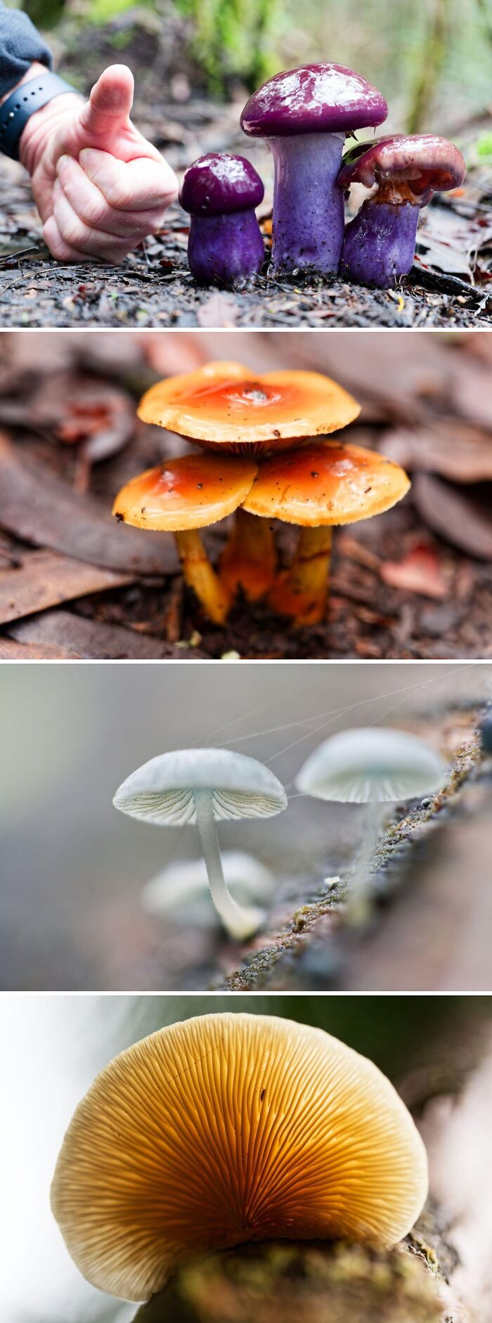 Bring On The Giant Purple Mushrooms: MT Field Was Poppin’ Today