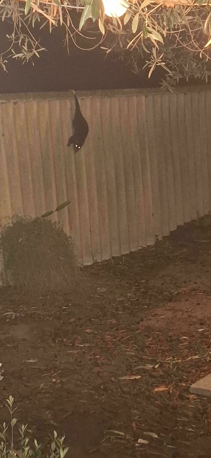 Who Knew Possum Tails Could Be This Strong?