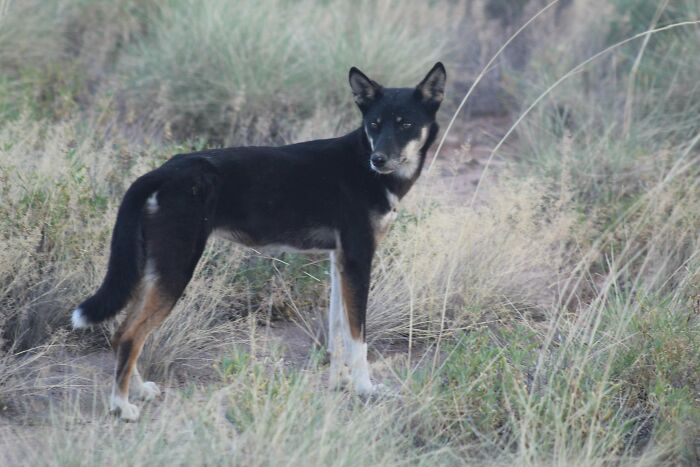 Met This Cool Black Dingo In Remote WA—Apparently, They’re A ‘Rare Breed’