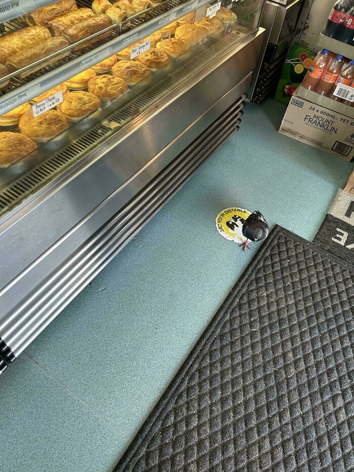 Bro Just Wanted A Pie. That’s It.