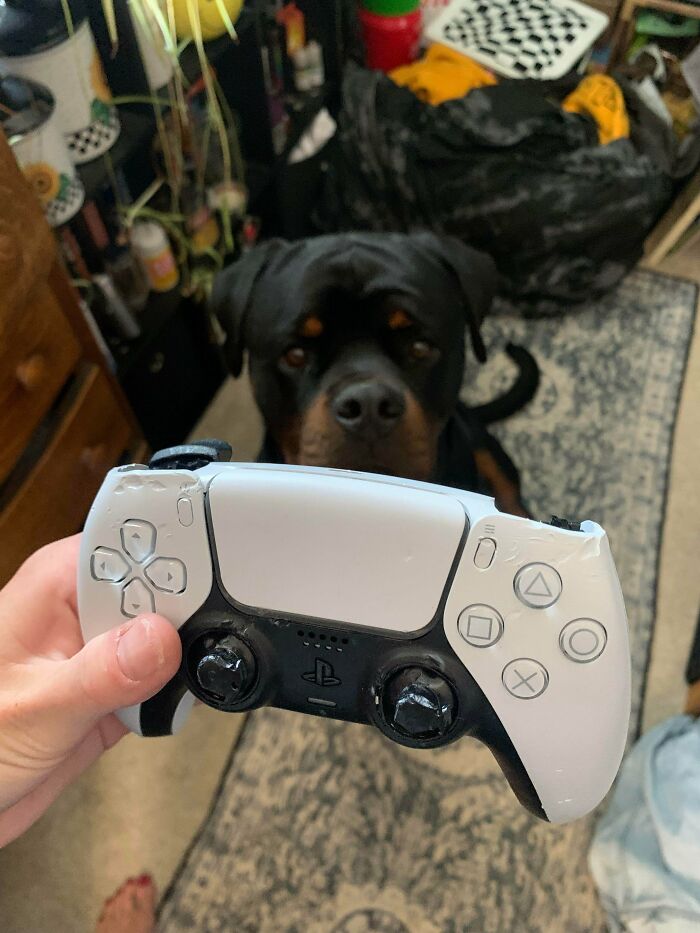Left Controller Out, New Pup Made It His New Chew Toy