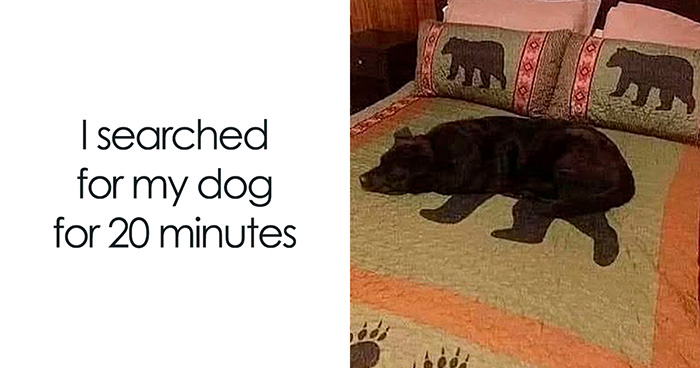 Wait Till You See These 38 Dog Memes That Nail Every Pup’s Weirdness