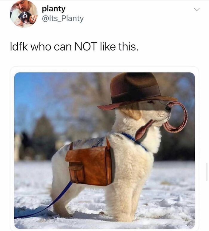 Wait Till You See These 38 Dog Memes That Nail Every Pup’s Weirdness