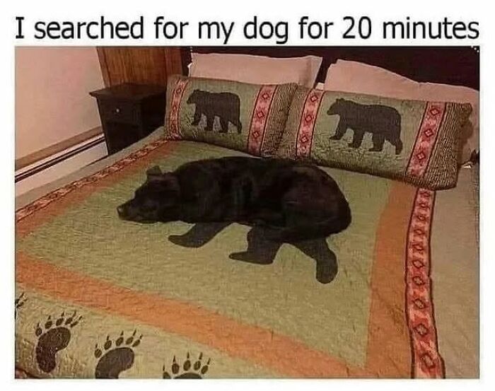 Wait Till You See These 38 Dog Memes That Nail Every Pup’s Weirdness