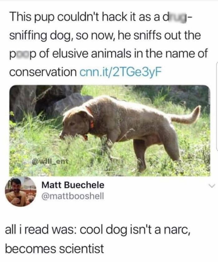 Wait Till You See These 38 Dog Memes That Nail Every Pup’s Weirdness