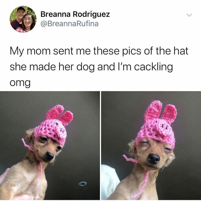 Wait Till You See These 38 Dog Memes That Nail Every Pup’s Weirdness