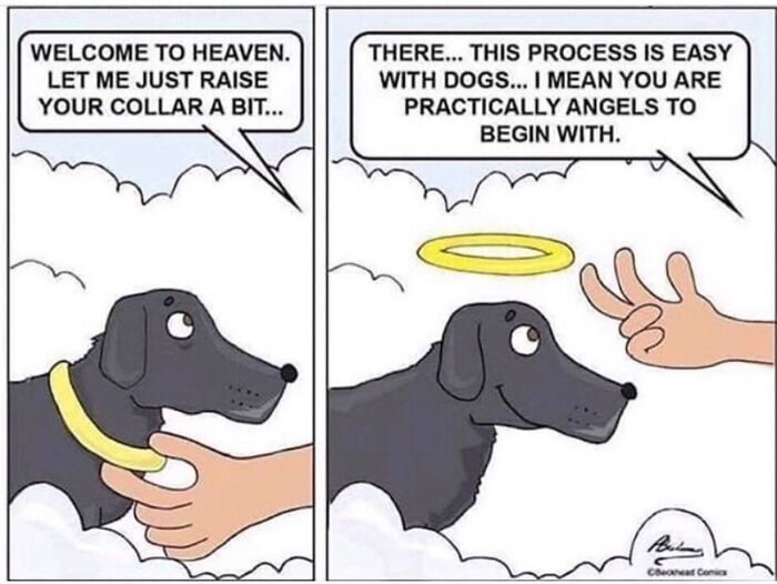 Wait Till You See These 38 Dog Memes That Nail Every Pup’s Weirdness