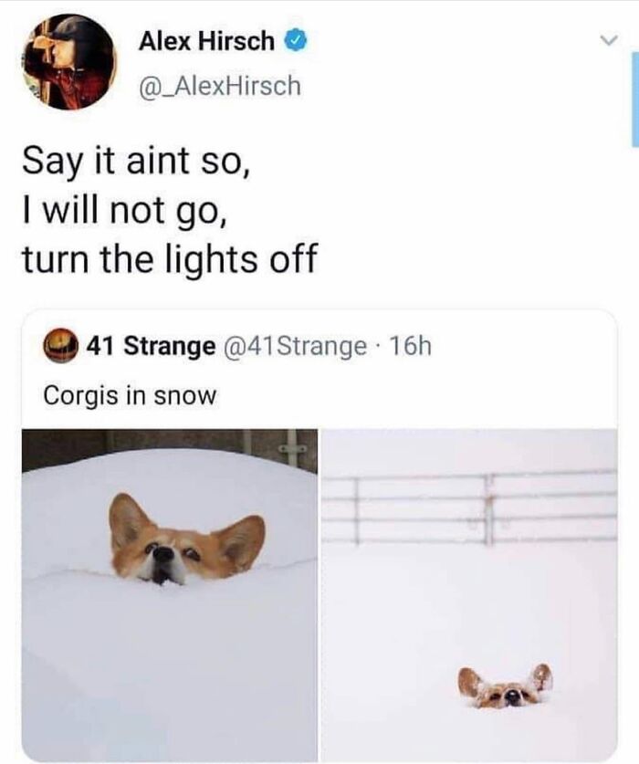 Wait Till You See These 38 Dog Memes That Nail Every Pup’s Weirdness