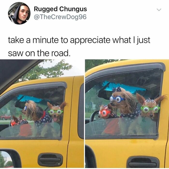 Wait Till You See These 38 Dog Memes That Nail Every Pup’s Weirdness