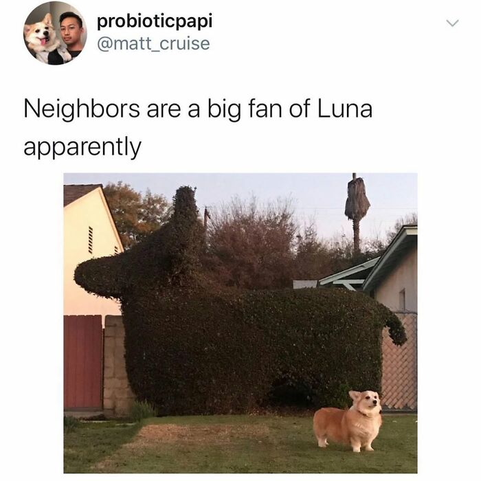 Wait Till You See These 38 Dog Memes That Nail Every Pup’s Weirdness
