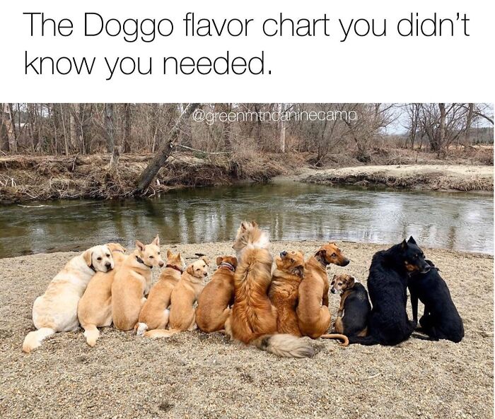 Wait Till You See These 38 Dog Memes That Nail Every Pup’s Weirdness