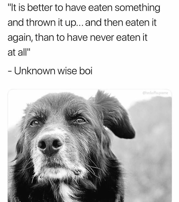 Wait Till You See These 38 Dog Memes That Nail Every Pup’s Weirdness