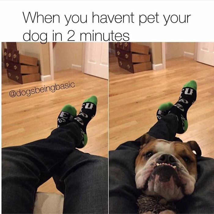 Wait Till You See These 38 Dog Memes That Nail Every Pup’s Weirdness