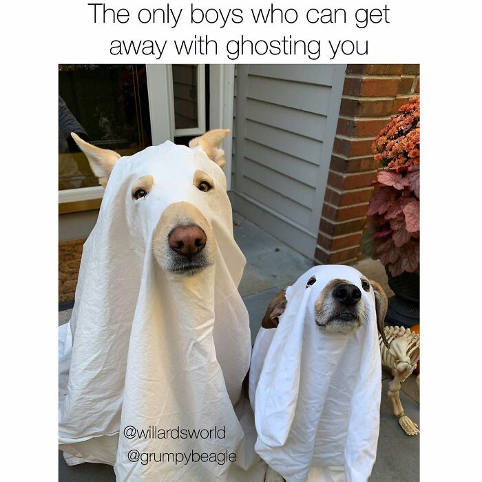 Wait Till You See These 38 Dog Memes That Nail Every Pup’s Weirdness