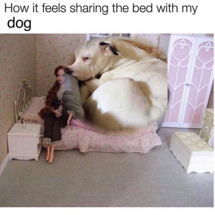 Wait Till You See These 38 Dog Memes That Nail Every Pup’s Weirdness