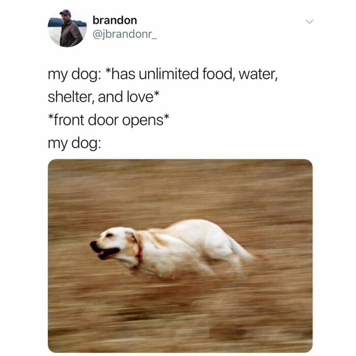 Wait Till You See These 38 Dog Memes That Nail Every Pup’s Weirdness