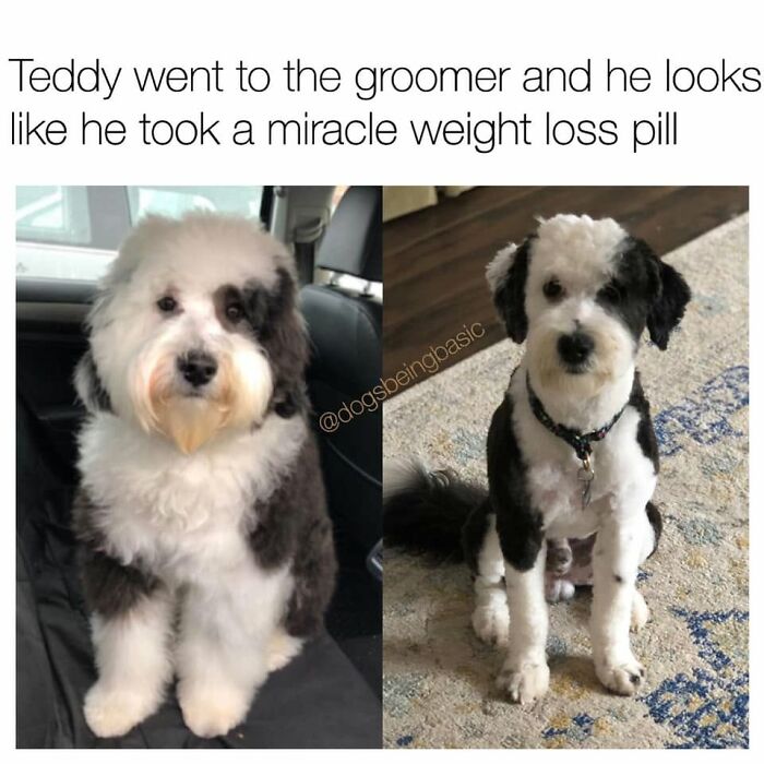 Wait Till You See These 38 Dog Memes That Nail Every Pup’s Weirdness