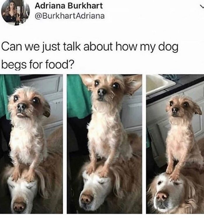 Wait Till You See These 38 Dog Memes That Nail Every Pup’s Weirdness