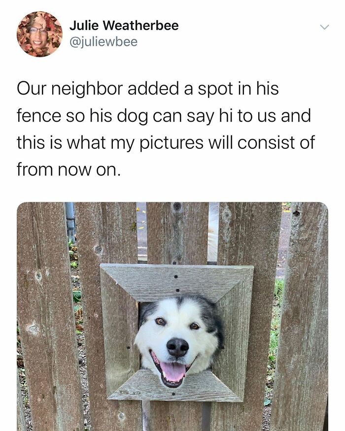 Wait Till You See These 38 Dog Memes That Nail Every Pup’s Weirdness